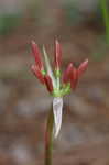 Magic lily <BR>Red spider lily